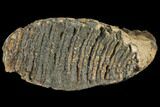Fossil Woolly Mammoth Lower M Molar - North Sea Deposits #149773-1